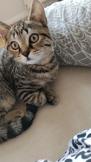 Micho 5 Monate alter Kater sucht für immer Zuhause 