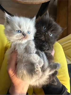 baby katzen