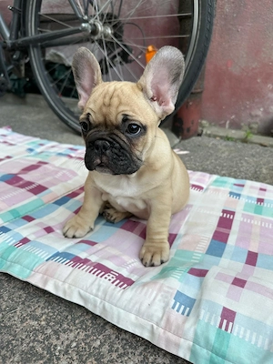Französische bulldogge Welpe reinrassige 