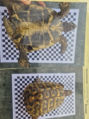 Grichische landschildkröte männlich
