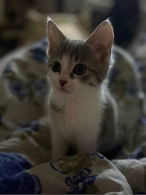 kitten abzugeben 