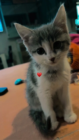 kitten abzugeben 