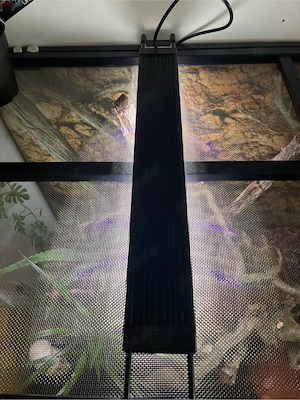 2 Kornnattern aus 25 + neuwertiges Exo Terraium 90x45x60 Bild 4