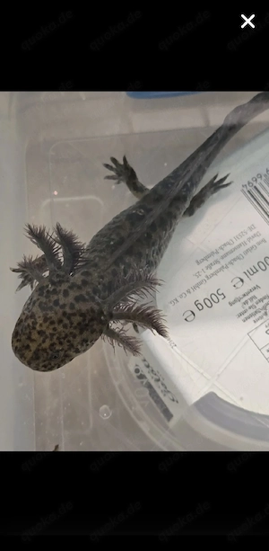 Axolotl Jungtiere