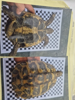Grichische Landschildkröte männchen (RESERVIERT)