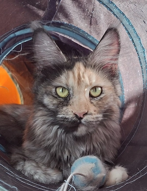 Reinrassige Maine Coon Kitten mit wesensfestem, verschmusten Charakter Bild 8