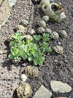 griechische Landschildköten Nachzuchten Schildkröten Schildis  Bild 2