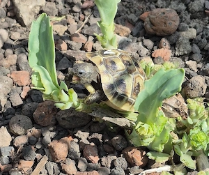 griechische Landschildköten Nachzuchten Schildkröten Schildis  Bild 3