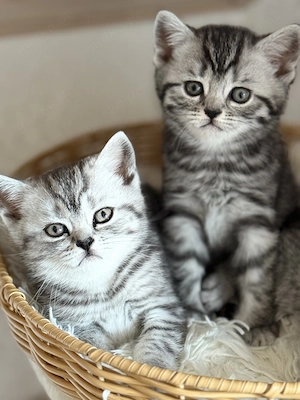 Reinrassige Bkh Kitten.
