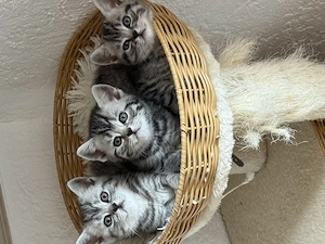 Reinrassige Bkh Kitten.