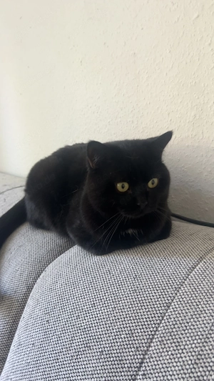 Bhk Kater 2 Jahre alt zum abgeben 