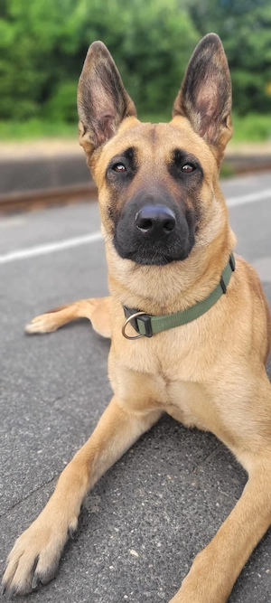 Große Malinois welpen gesucht, Frühjahr 27 (Hündin)
