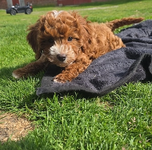 Zuckersüße Cavapoo's 