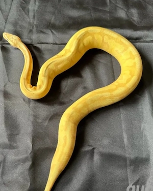 1.0 Mojave Superpastel Banana Enchi 100%het Piebald pos Superenchi