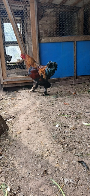 Hahn Brahma 