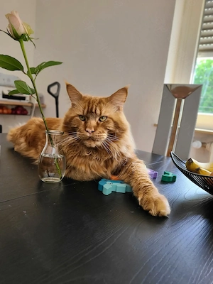 Main Coon XXL Deckkater 