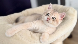 babykatzen