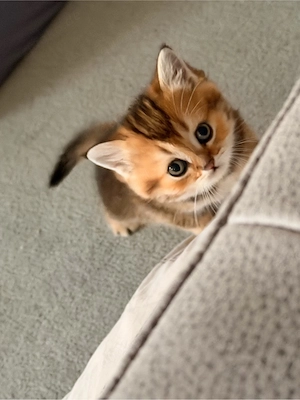 zuckersüsse Bkh Kitten 