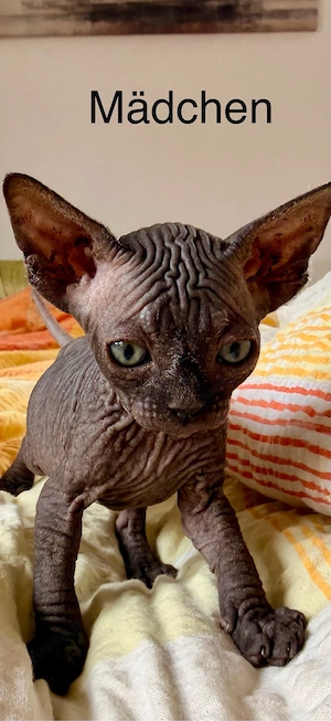 Sphynx Kitten
