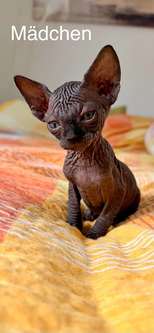 Sphynx Kitten