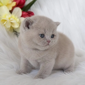 Hervorragende Britisch Kurzhaar-Kitten   Kater und Kätzinnen.