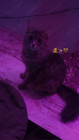 schwerenherzens katze abzugeben