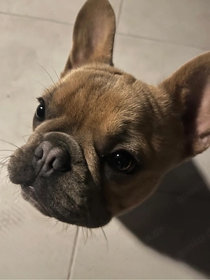 Francözische Bulldog