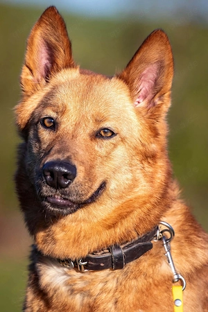 Raya - hat Potential zur Hundesportlerin