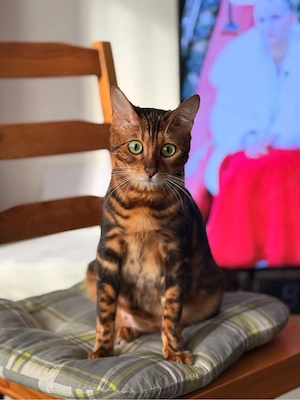 Bengal Marble Kitten suchen liebevolles Zuhause