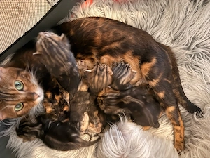 Bengal Marble Kitten suchen liebevolles Zuhause