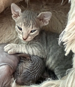 Don Sphynx Kitten 