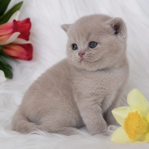 Hervorragende Britisch Kurzhaar-Kitten   Kater und Kätzinnen.