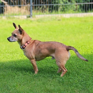 Toffy - ist anhänglich  Bild 4
