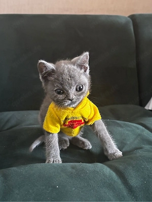 Kleines 4 Monate altes Kitten sucht neues Zuhause   