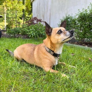 Toffy - ist anhänglich  Bild 3