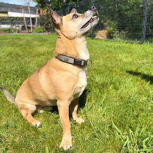 Toffy - ist anhänglich  Bild 6