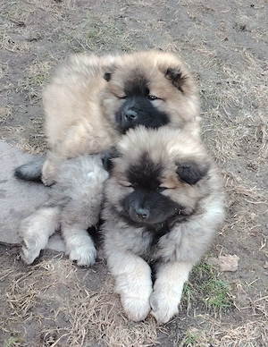Chow Chow Welpe - 13 Woche 