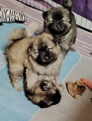 Chow Chow Weibchen Welpe 