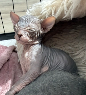 Don Sphynx Kitten 