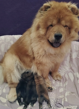 Chow Chow Welpe mit pass und Impfungen 