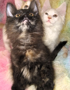 Verschmuste, süße Maine Coon Babys in XXL, dürfen bald ausziehen