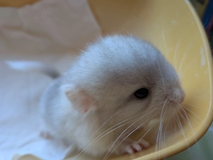 Chinchilla Schecken Baby sucht ein Zuhause 