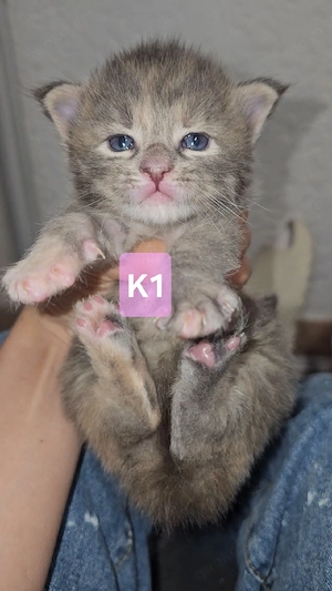 XXL Reinrassige Maine-Coon Kitten Mädchen Katerchen mit Stammbaum Bild 4