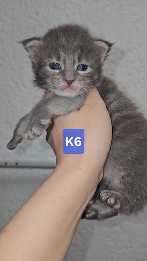 XXL Reinrassige Maine-Coon Kitten Mädchen Katerchen mit Stammbaum Bild 5