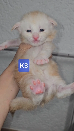 XXL Reinrassige Maine-Coon Kitten Mädchen Katerchen mit Stammbaum Bild 2
