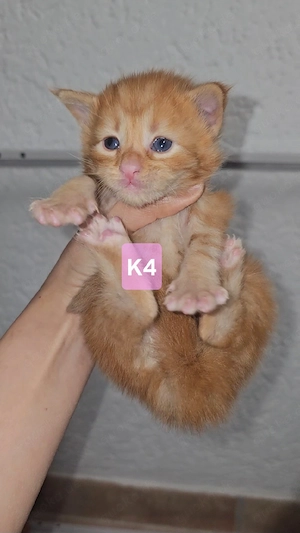 XXL Reinrassige Maine-Coon Kitten Mädchen Katerchen mit Stammbaum Bild 3