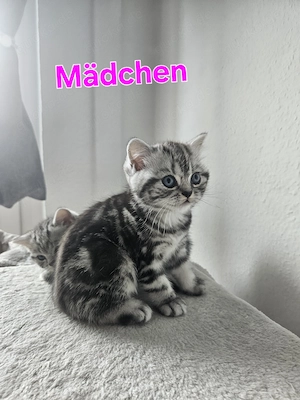 BKH (Britisch Kurzhaar-Kätzchen)