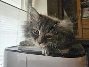 Main-Coon Mädchen 