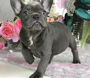   Zuckersüße Französische Bulldoggen Welpen mit Ahnentafel Bild 3