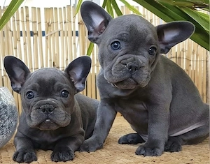   Zuckersüße Französische Bulldoggen Welpen mit Ahnentafel Bild 2